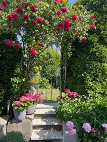 a garden with pink flowers in pots on a pathway at SECRA Exclusive Zum Sternberg in Münsingen