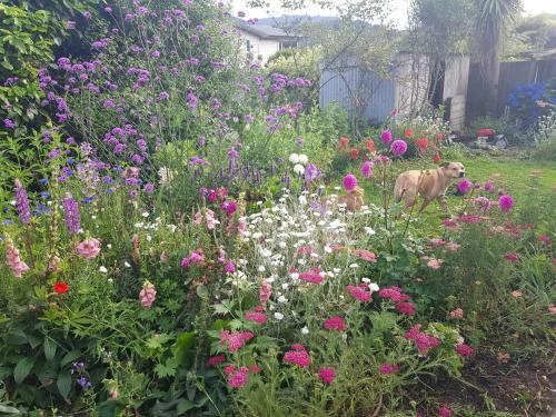 a dog standing in a garden of flowers at Te Hoiere Guesthouse in Havelock