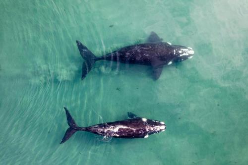 Animaux dans l'appartement ou à proximité