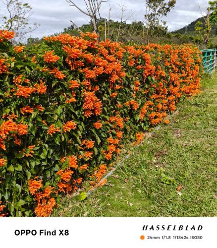 a large hedge of orange flowers in a field at 十畝田山莊會館 in Chishang
