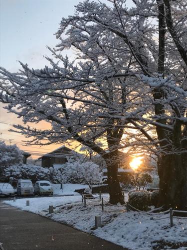 a snow covered tree with the sun setting behind it at Kyoto Utano Youth Hostel in Kyoto