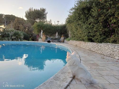 a white cat sitting next to a swimming pool at B&B Le Amazzoni in Torre Chianca