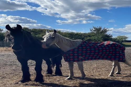 two horses standing next to each other in a field at Comfortable holiday home with sauna and whirlpool in Lubin