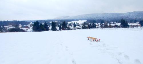 a snow covered field with a bench in the snow at Faház a fenyők alatt - Borostyánkút Wellness Home II Bakonybél in Bakonybél