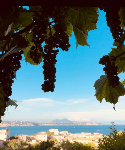 a view of the ocean from a bunch of grapes at Re Vincy - Affittacamere in Bacoli