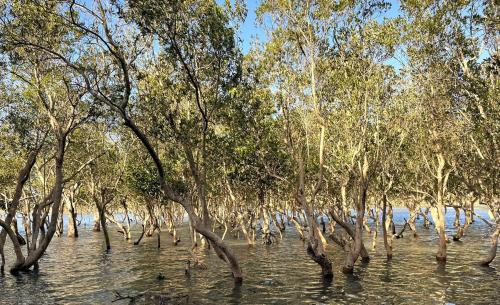 a row of trees in the water with birds in it at Mngazana Hideaway in Port St Johns
