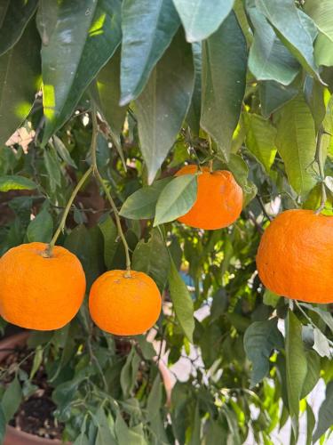 a group of oranges hanging from a tree at Corte Arancio your home in the heart of Monferrato in Cella Monte
