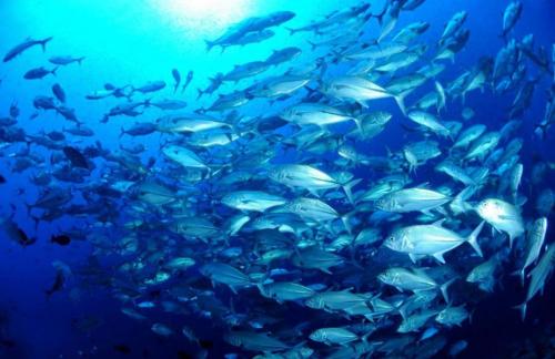 a large group of fish in a large aquarium at OceanFront Bungalows - Paradise Rentals in Santa Catalina