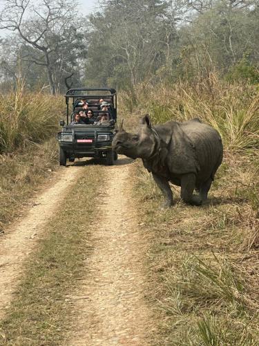 a rhino standing on a dirt road next to a vehicle at Hotel Rhinoceros-Homestay in Sauraha