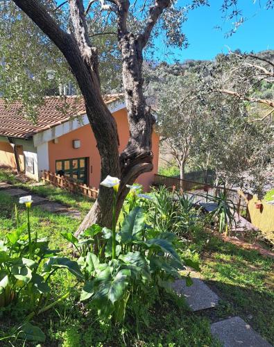 Vườn quanh Casa Mar'Cellina - Tenuta Calano