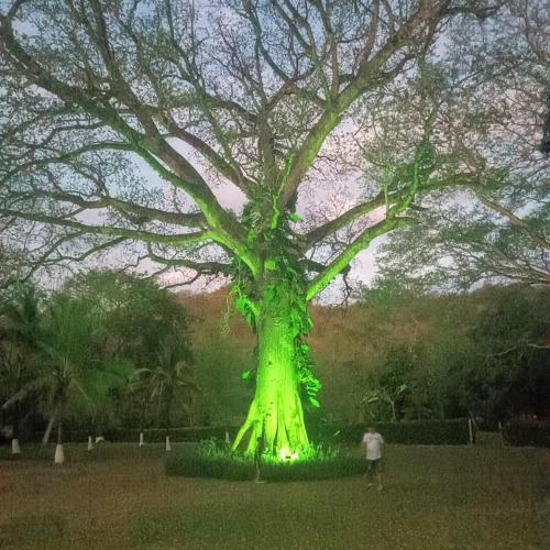 a large tree with green lights on it at hosteria y camping piedras verdes in Sopetran