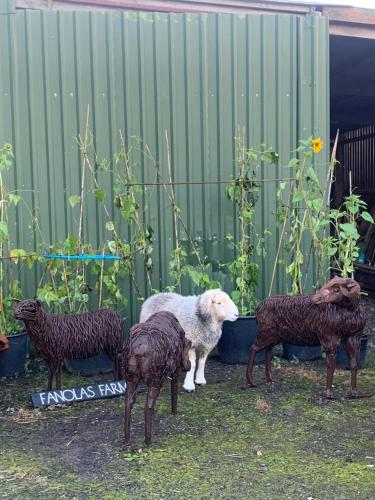 a sheep standing next to a group of sheep at Stable End in Liskeard