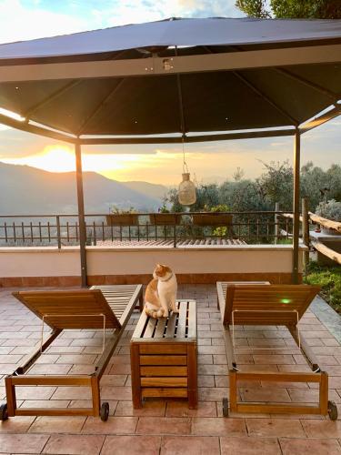 a cat sitting on a bench under an umbrella at Agriturismo La Terrazza su Farfa in Castelnuovo di Farfa
