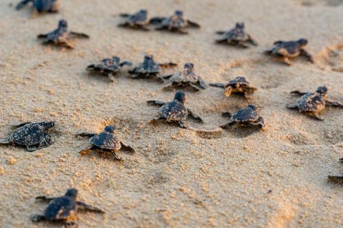 a group of small turtles on the sand at 3032 Marsh Haven in Johns Island