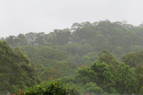 a forest filled with lots of green trees at The Cellar Door in Vacy