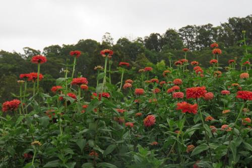 a field of red flowers with trees in the background at The Cellar Door in Vacy