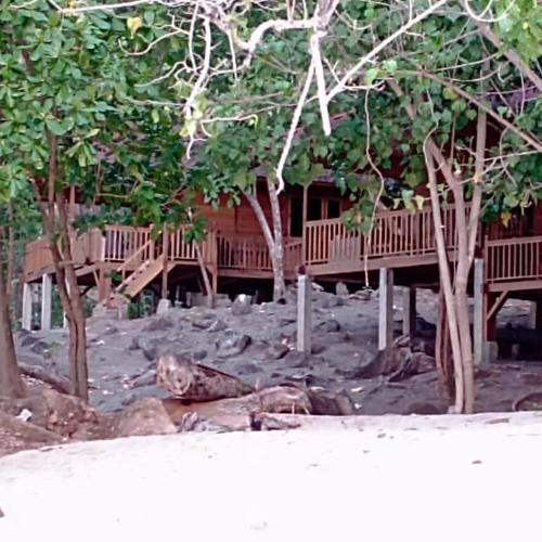 a group of animals laying on the ground in front of a house at The Pulisan in Likupang
