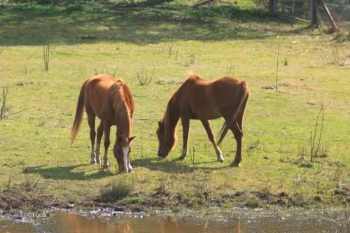 two horses grazing in a field near a body of water at Winganna Farm in Peel