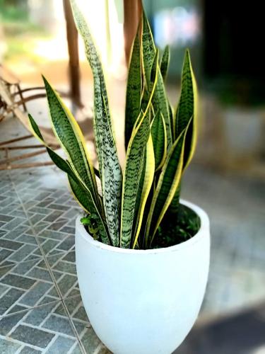 a plant in a white pot sitting on a table at Serendip Villa Holiday HomeTalalla Sri Lanka in Matara