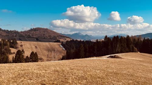 a grassy hill with trees and mountains in the background at Apartament Pieniny in Łapsze Niżne