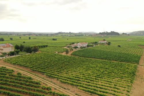 an aerial view of a field of vines at Soul Farm Mas els Igols in Torrellas de Foix