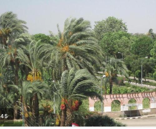 Fotografie z fotogalerie ubytování Cream Hostel v destinaci Luxor