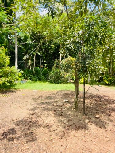 Taman di luar VillaWaveSpice