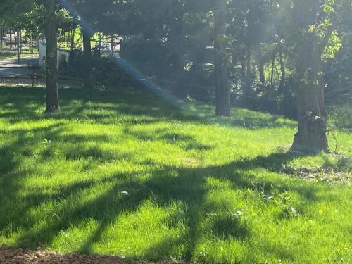 a shadow of a tree in a grass field at Villa panoramica sulle colline del Monferrato in Calamandrana