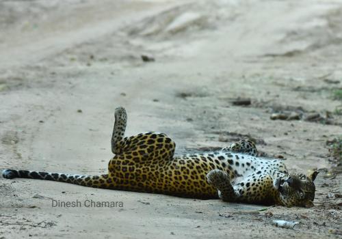 a cheetah laying on its back on a dirt road at Tribe Wilpattu - Eco Lodge in Wilpattu