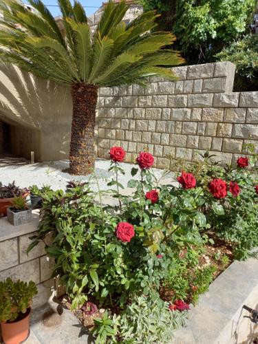 a garden with red roses and a palm tree at Rooms Radic in Dubrovnik