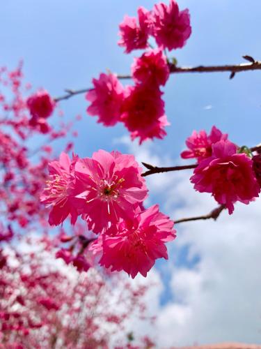 a bunch of pink flowers on a branch at Yueban Farm B&B in Yuchi