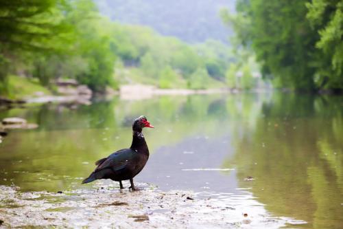 a bird standing on the shore of a body of water at White Buffalo - Tipi 7 in New Braunfels