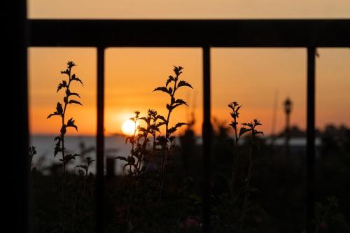 a sunset seen through a fence with a plant at Casa en el Casco Historico con Vista al Rio in Colonia del Sacramento