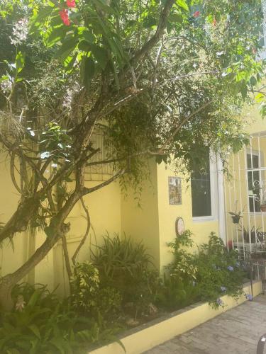 a yellow house with a tree in front of it at Villa Petrea in San Juan