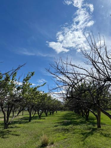 a row of trees in a field with a blue sky at Bosogo Yurt camp in Bokonbayevo