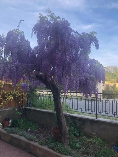 Κήπος έξω από το Il Lanificio airb&b