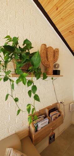 a plant on a wall next to a shelf with books at Vakantiehuis Elisa Zuid Limburg in Simpelveld