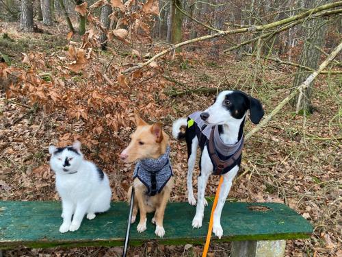 two dogs and a cat sitting on a bench at Hof Eckens - Ferienhaushaus Marie in Wildeck Bosserode in Wildeck
