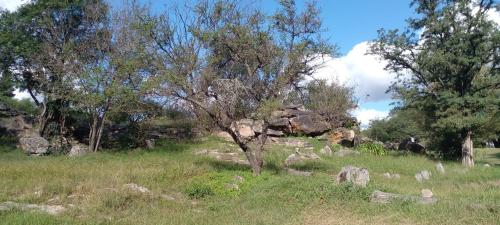 eine Gruppe von Bäumen und Felsen auf einem Feld in der Unterkunft Tierra de Mariposas in Alta Gracia