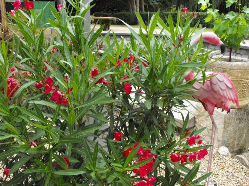 a pink bird standing next to a plant with red flowers at Hôtel Restaurant Le Moulin de la Renne Adults Only proche Zoo de Beauval in Thésée