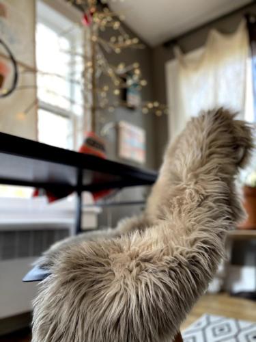 a dog laying on its back on a table at Asheville Urban Farmhouse Entire Home 4 mi to DT in Asheville