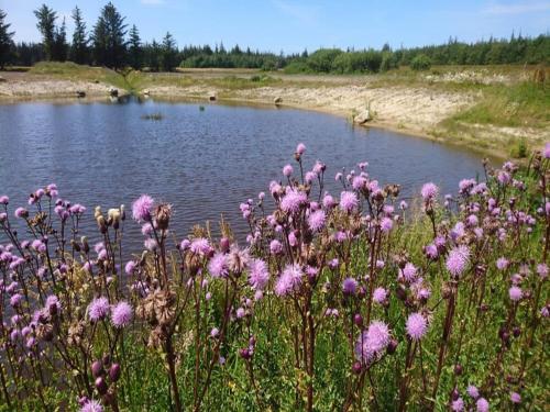 a field of pink flowers next to a body of water at 6 person holiday home in Pandrup-By Traum in Pandrup