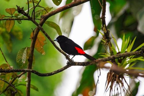a black and red bird perched on a tree branch at Cabaña ITZE in Fortuna