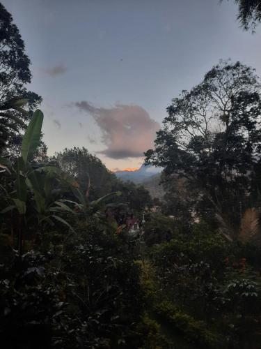 a view of a forest of trees with the sunset in the background at Aire Libre Descanso in San Francisco