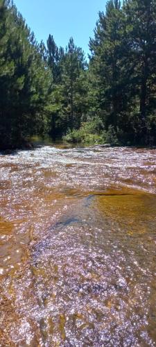 a river with a bunch of flowers in the water at Cabana Rio da Lage- Colônia Witmarsum in Palmeira