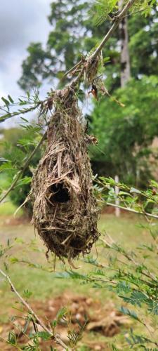 a bird nest hanging from a tree at Casa Arthémis - Guapiles in Guápiles