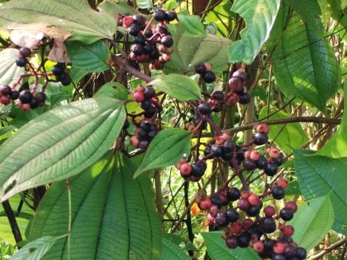 Un jardín fuera de Posada Las Peñitas