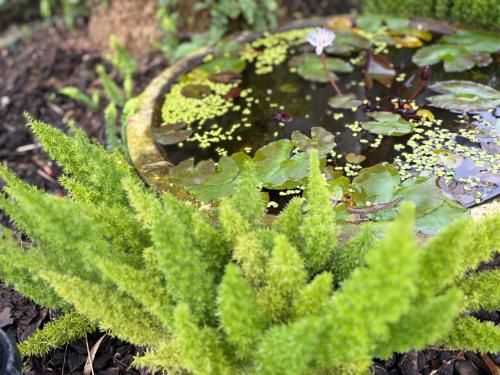 a pond with a bunch of green plants in the ground at Villa Ten - Catch up in Guilin