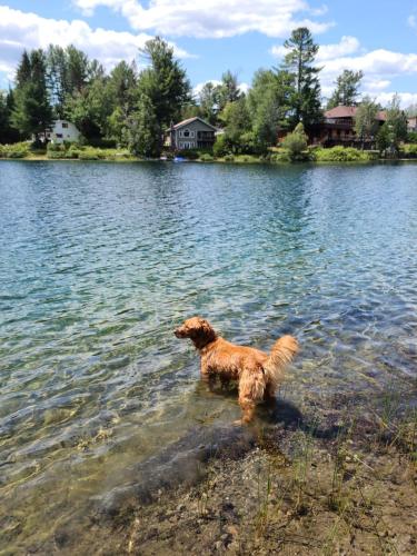 a dog standing in the water near a lake at Water front Golden Lake cottage - Calm and peaceful in Val-David