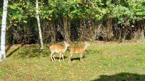 two deer standing in a field of grass at Water front Golden Lake cottage - Calm and peaceful in Val-David